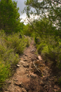 Dirt road passing through forest