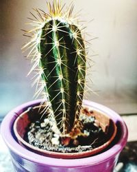 Close-up of potted cactus plant