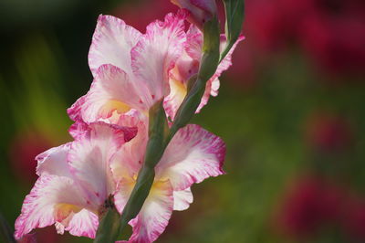 Close-up of pink flowers