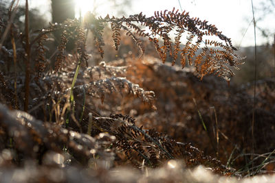 Close-up of dry plants on land