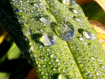 Close-up of water drops on plant