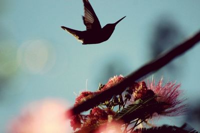 Close-up of bird flying against sky