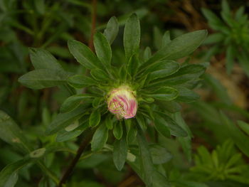 Close-up of flower blooming outdoors