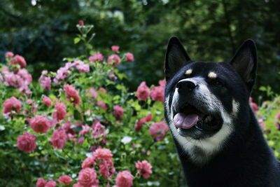 Close-up of dog outdoors