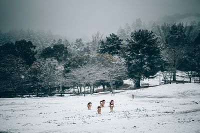 People on snow covered field against trees