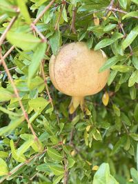 Close-up of fruits growing on tree