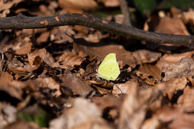 Close-up of dry leaves and a butterfly