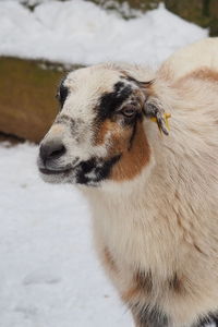 Close-up of smiling goat