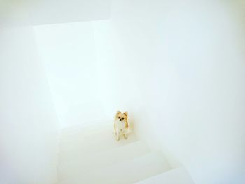 High angle view of white dog