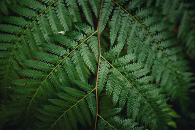 Close-up of fern leaves