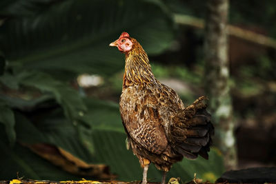 Close-up of a bird