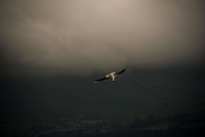Low angle view of seagull flying in sky