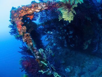 Fish swimming in sea by corals