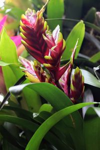 Close-up of flowers blooming outdoors