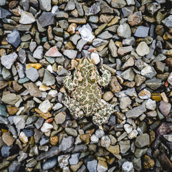 High angle view of stones