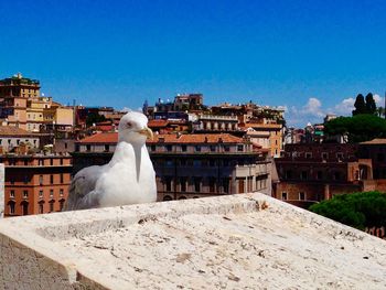 Seagull perching on a building