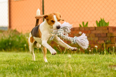 View of a dog on field