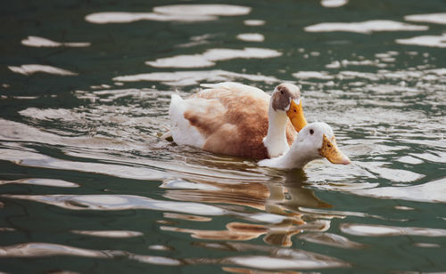 Swan floating on lake