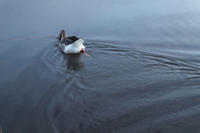 High angle view of bird swimming in lake