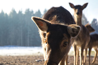 Portrait of two horses on field
