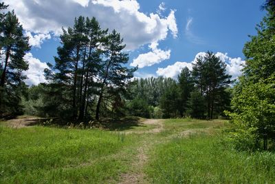 Scenic view of trees growing on field against sky