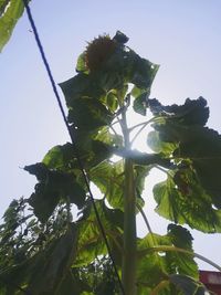 Low angle view of plant against clear sky