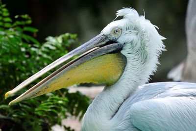 Close-up of pelican