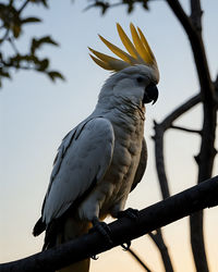 Low angle view of bird perching on branch