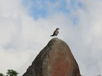 Low angle view of seagull perching on rock