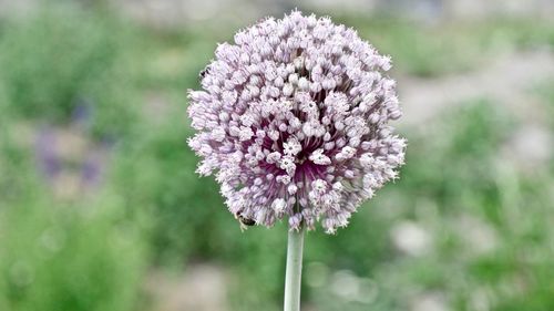 Close-up of purple flowering plant