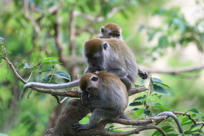 Macaca fascicularis, ngarai sianok, west sumatra