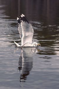 Bird flying over lake