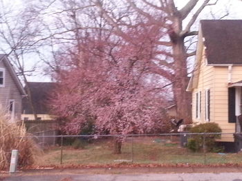 Bare trees and buildings in city