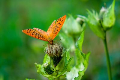 Close-up of butterfly pollinating on flower