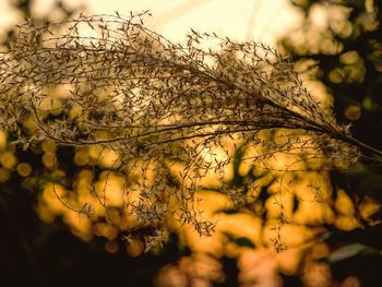 Close-up of flower on tree