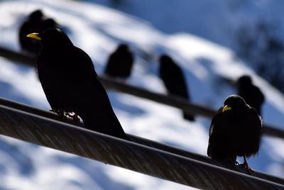 Close-up of bird perching on wall