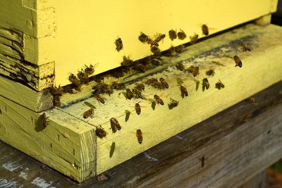 Close-up of bees on wood