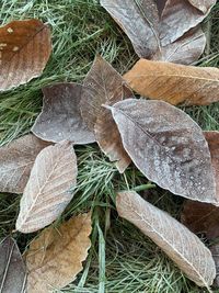 High angle view of dry leaves on snow covered land