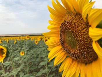 Close-up of sunflower