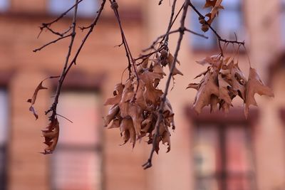 Close-up of dry plant