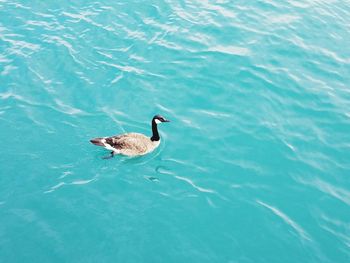 Duck swimming in water