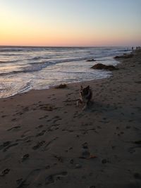 Dog at beach against sky during sunset