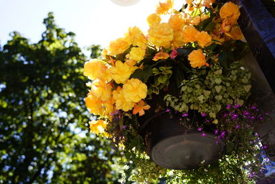 Low angle view of yellow flowers blooming outdoors