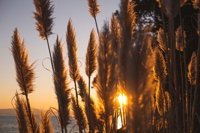 Close-up of stalks in field against sunset sky