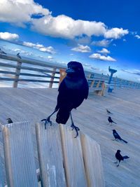 View of bird perching on wood against sky