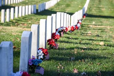 View of flowering plants at cemetery