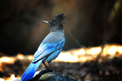 Close-up of stellers jay perching on rock