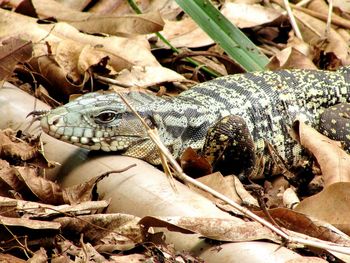 Close-up of lizard