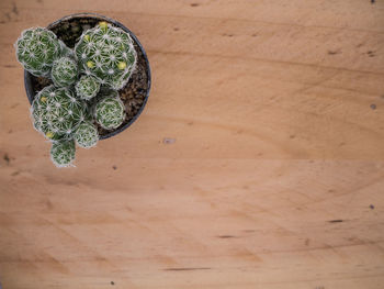 High angle view of potted plant on table