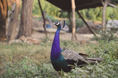 Peacock in a field